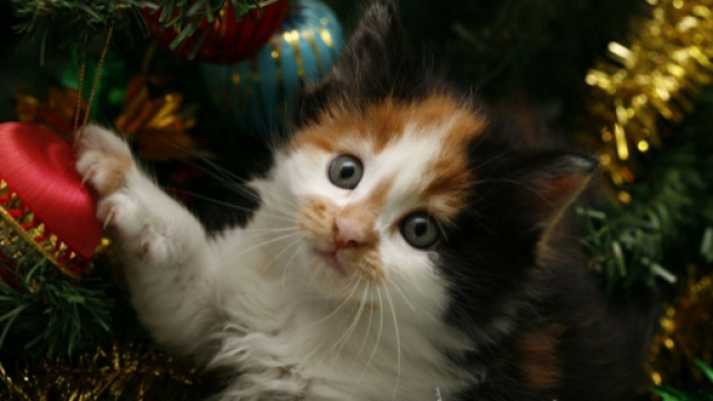 Un sapin de No&euml;l plus r&eacute;sistant que les attaques de votre chat ... - chien-chat-tous-extras.com