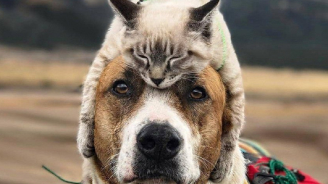 Cette blogueuse voyage avec son chien et son chat (cr&eacute;dit photo instagram @henrythecoloradodog)