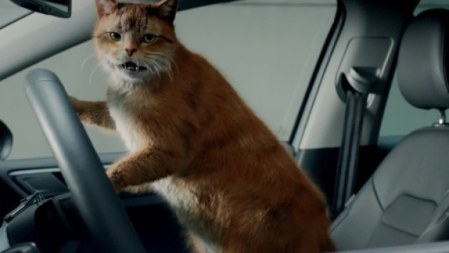 Insolite : Volkswagen craque pour les chats dans une publicit&eacute; ... - tf1.fr