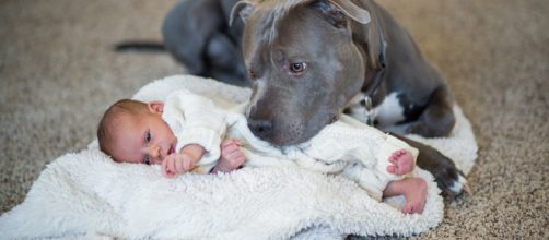 Un pitbull salva a un beb&eacute; de un incendio