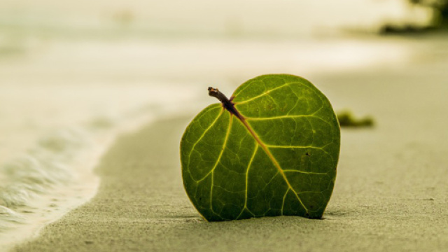 Oroscopo 19 giugno: Toro equilibrato con i soldi, Gemelli spendaccioni