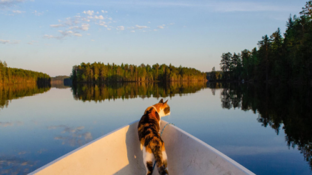 Still a curious girl and eager for an adventure at age 16 : cats - reddit.com