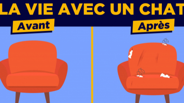 Top 10 des illustrations sur la vie avant/apr&egrave;s un chat, ces ... - topito.com