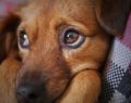 7 images prove 'puppy dog eyes' were developed to charm us