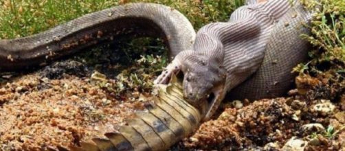 Imagem foi flagrada por fot&oacute;grafo. (Reprodu&ccedil;&atilde;o/Facebook/GG Wildlife Rescue)