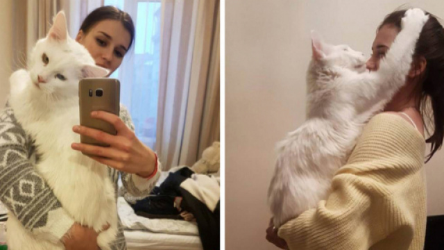 5 id&eacute;es pour faire plaisir &agrave; son chat - Cr&eacute;dit photo Ipnoze