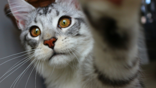 Fond d'&eacute;cran : chat, les yeux, amour, asiatique, la photographie ... - wallhere.com