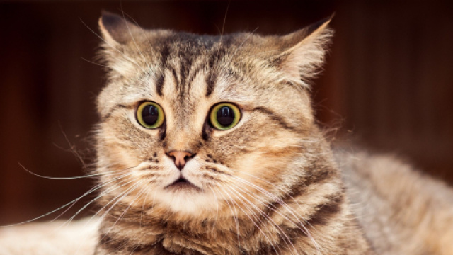 Fond d'&eacute;cran : visage, animaux, les yeux, la nature, fermer ... - wallhere.com