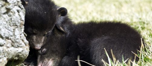 Matan a una cr&iacute;a de oso por estar acostumbrada a los humanos