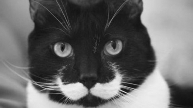 Ces chats avec des t&acirc;ches peu communes - Cr&eacute;dit Photo Bored Panda