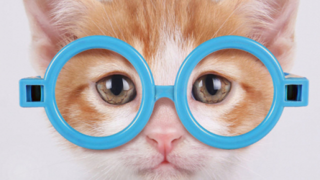 Cinq chats qui regrettent leur choios - cr&eacute;dit photo Grazia