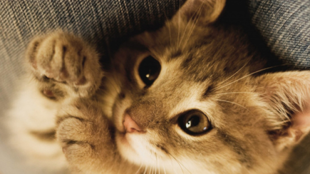 Fond d'ecran Petit chat mignon - Wallpaper - wallfizz.com