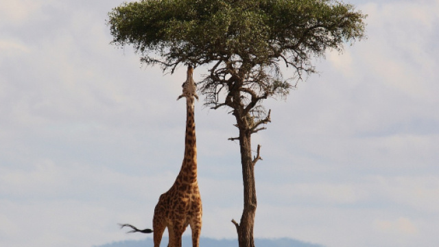 La giraffa &egrave; a rischio estinzione.