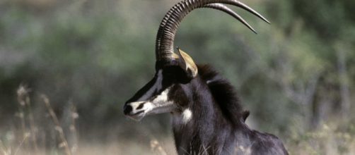 Palanca Negra Gigante em Angola. (Arquivo Blasting News)