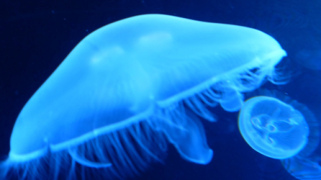 Spagna, terrore in spiaggia: medusa Man O'War manda all'ospedale diversi bagnanti