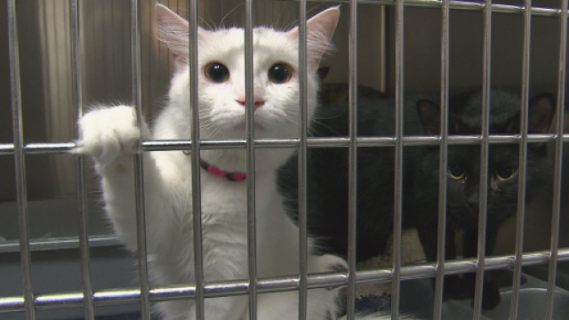 Le nombre de chats abandonn&eacute;s ne cesse d'augmenter en France - Cr&eacute;dit photo Radio-Canada.ca