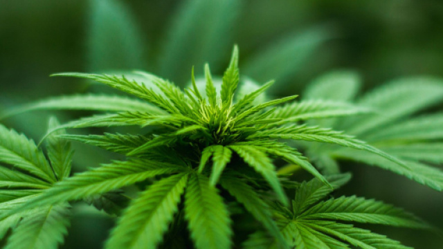 L&eacute;galiser le cannabis r&eacute;cr&eacute;atif : la proposition choc du Conseil d ... - lefigaro.fr