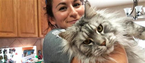 O tamanho dos gatos gigantes surpreende. (Arquivo Blasting News)