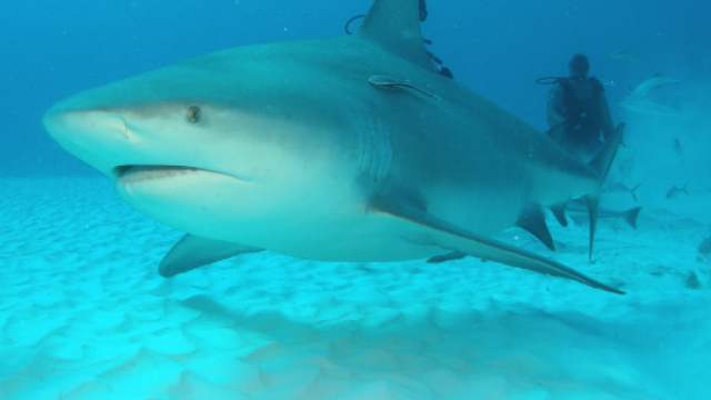 Bahamas, 21enne sbranata dagli squali vicino a Rose Island
