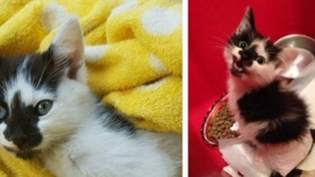 CE CHATON RESSENT DE NOUVEAU SES PATTES PARALYS&Eacute;ES - photo publi&eacute;e par Wamiz.com