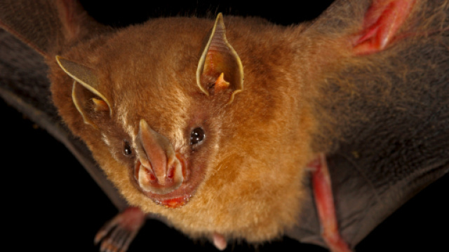 Un pipistrello simile a questo che si pensava estinto &egrave; stato ritrovato in Honduras