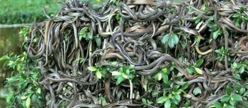 Na Ilha da Queimada Grande &eacute; proibido para pessoas entrarem. (Reprodu&ccedil;&atilde;o/Pinterest)