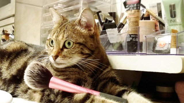 ces chats qui cassent tout et qui en ont rien &agrave; faire