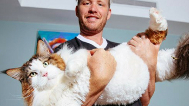 Ces chats qui prennent trop de place - photo publi&eacute;e sur holidogtimes.com