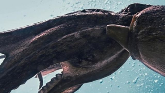 Un calamar g&eacute;ant film&eacute; dans les eaux du golf du Mexique - Photo publi&eacute;e sur le site maxiscience.com