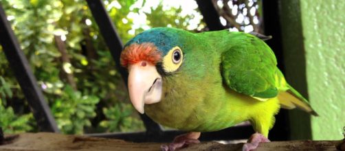 Capturaron al 'loro narco' que alertaba de la llegada de la polic&iacute;a.