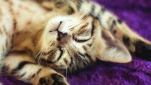 Le chaton bengal certainement le plus mignon du monde