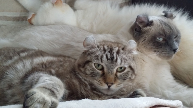 Highland lynx une race de chat m&eacute;connue