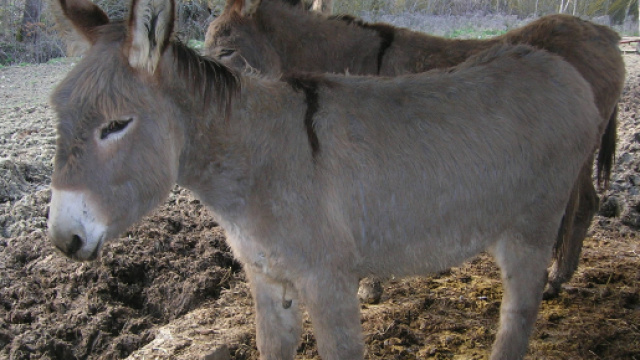 Storica posizione della OMS a favore della medicina tradizionale cinese (MTC)