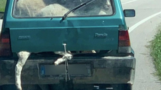 Torino, trasporta sei pecore vive nella Panda: agricoltore denunciato
