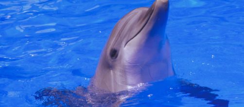 Un v&iacute;deo muestra a una madre delf&iacute;n protegiendo el cuerpo de su cr&iacute;a