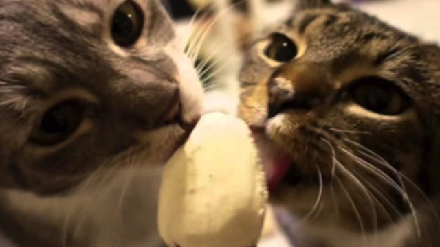 Ce que l'on ignore sur les chats - Photo publi&eacute;e par D&eacute;motivateur