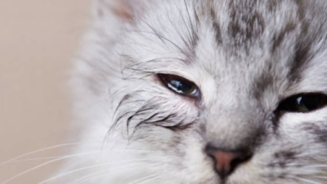 Les maladies des yeux des chats - photo publi&eacute;e par galaxyofanimal.com