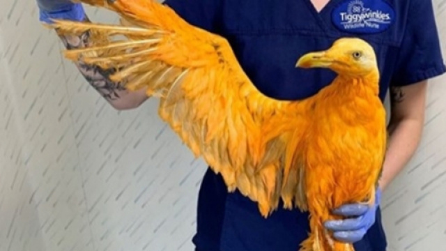 L'oiseau rescap&eacute; a &eacute;t&eacute; soign&eacute; - photo publi&eacute;e sur huffingtonpost.fr