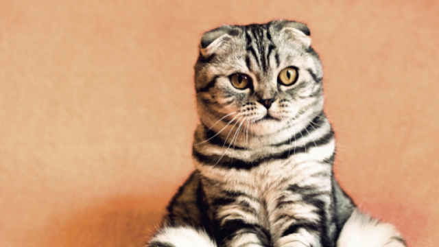 Pr&egrave;s de 300 chats pour un concours de beaut&eacute; pr&egrave;s de Saint-Brieuc - actu.fr