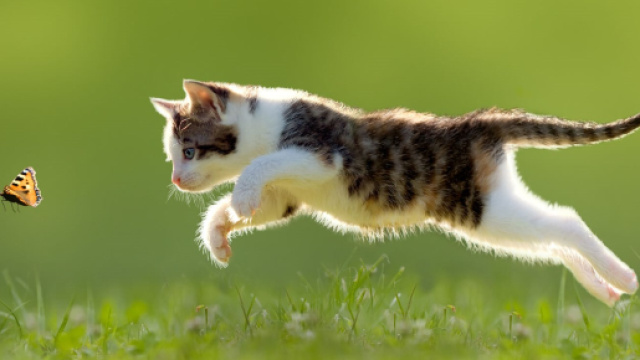 Ce que font les chats sans leur maitre - Photo publi&eacute;e sur Perfect fit