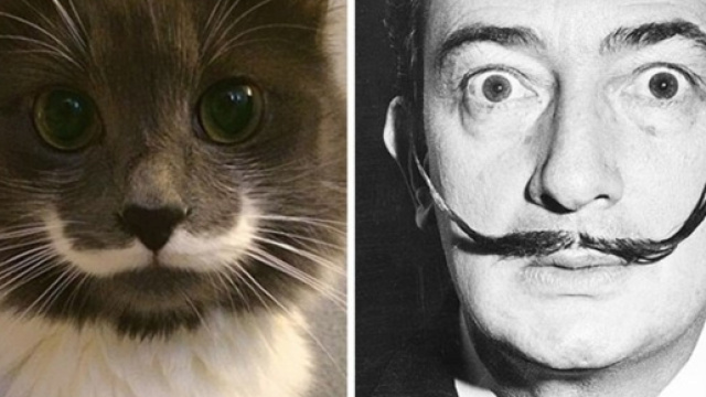 Ces chats qui ressemblent &agrave; des personnes c&eacute;l&egrave;bres