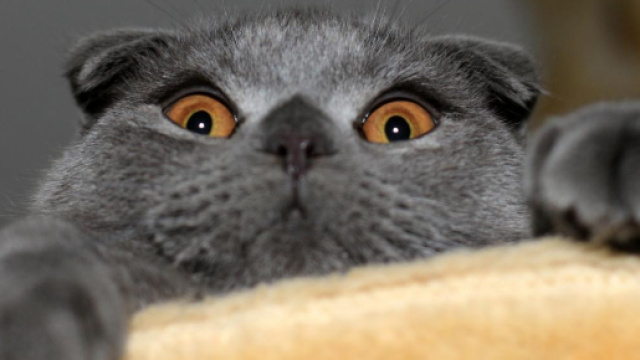 Les chats pr&eacute;f&egrave;rent les hommes &agrave; la nourriture - photo publi&eacute;e par Ohmymag