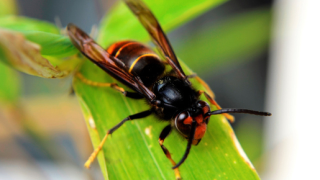 Le frelon asiatique suscite de nombreuses craintes - Poitiers.jpg &mdash; Wikip&eacute;dia - wikipedia.org
