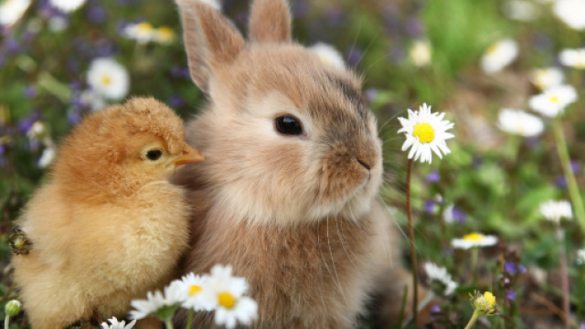 Oroscopo weekend 3 e 4 agosto: Ariete in rialzo in amore, ottime le amicizie per Cancro