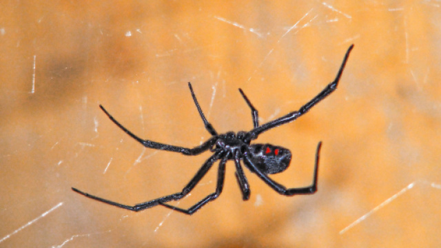 Barletta, 50enne punto da un ragno della specie vedova nera: &egrave; salvo