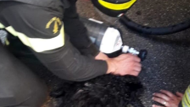 Brindisi, incendio in un appartamento: cane rianimato dai Vigili del Fuoco