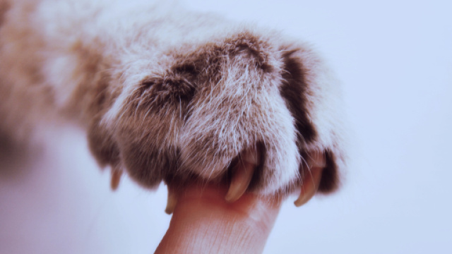 Images Gratuites : main, blanc, fourrure, chat, mammif&egrave;re, oreille ... - pxhere.com