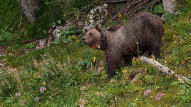 La fuga dell'orso M49 e l'ordinanza di abbattimento