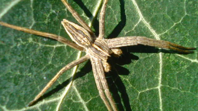 Ragno violino: &egrave; davvero pericolo?