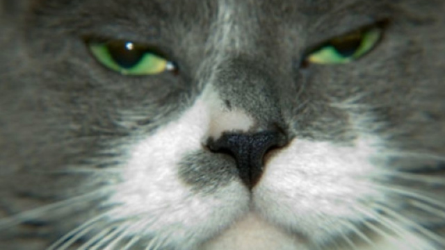 Voici comment les chats voient leur maitre - photo publi&eacute;e sur Slate